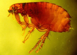 side view of a backlit flea showing the segments of its body clearly